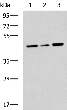 Rabbit Polyclonal Antibody to SLC30A3