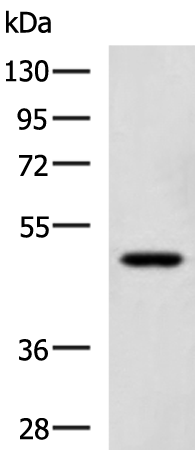 Rabbit Polyclonal Antibody to SNIP1