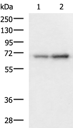 Rabbit Polyclonal Antibody to PAIP1