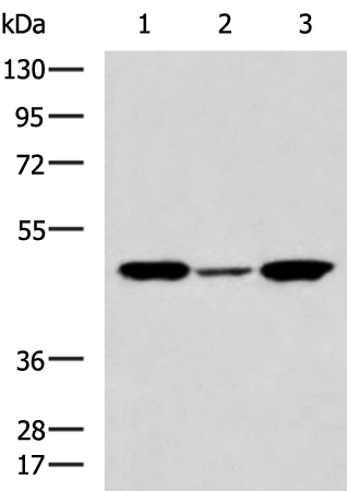 Rabbit Polyclonal Antibody to DEPTOR