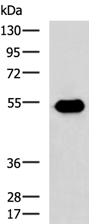 Rabbit Polyclonal Antibody to EVL