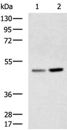 Rabbit Polyclonal Antibody to MYLIP