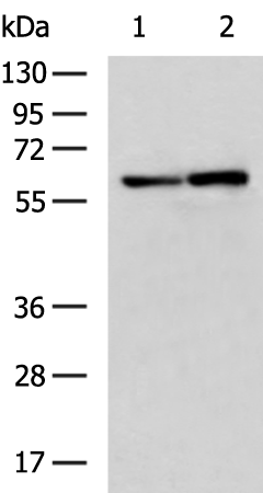 Rabbit Polyclonal Antibody to MAOB