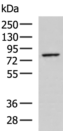 Rabbit Polyclonal Antibody to GNS