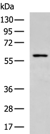 Rabbit Polyclonal Antibody to ISYNA1