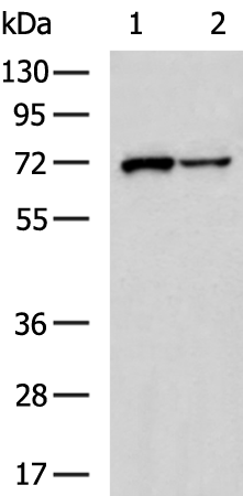 Rabbit Polyclonal Antibody to EFCAB7