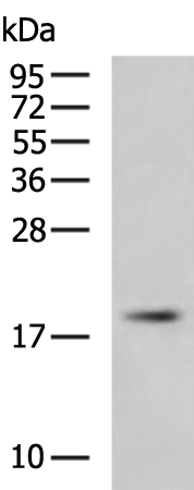 Rabbit Polyclonal Antibody to PLEKHJ1
