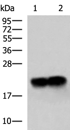 Rabbit Polyclonal Antibody to HPCAL4