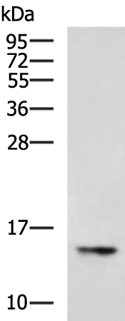 Rabbit Polyclonal Antibody to FABP6