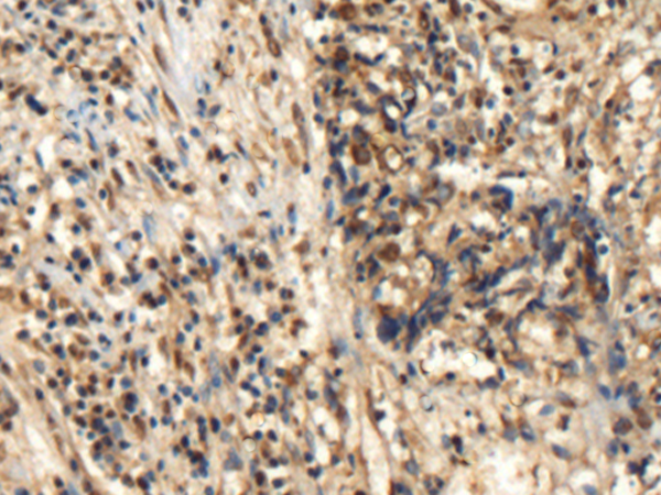 Rabbit Polyclonal Antibody to DYNLRB1