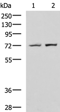 Rabbit Polyclonal Antibody to GAN