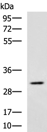 Rabbit Polyclonal Antibody to DNALI1