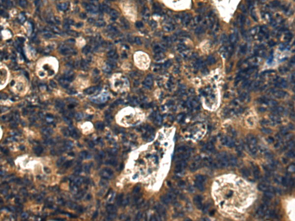 Rabbit Polyclonal Antibody to DNAJC24