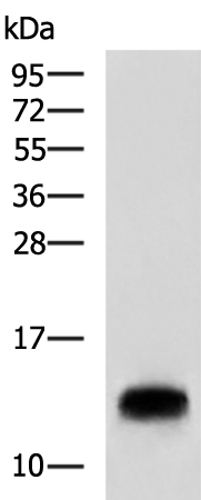 Rabbit Polyclonal Antibody to CMC1