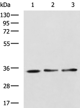 Rabbit Polyclonal Antibody to DUSP15