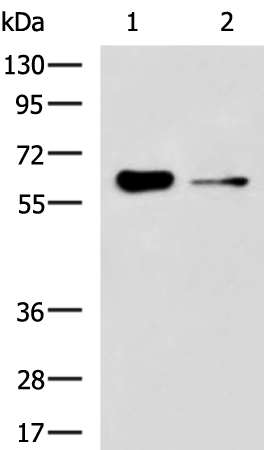 Rabbit Polyclonal Antibody to FRMD5