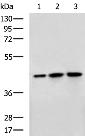 Rabbit Polyclonal Antibody to MTG2