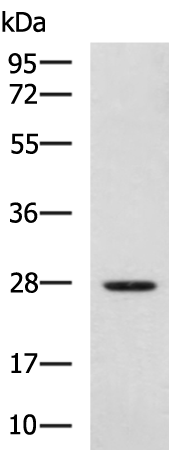 Rabbit Polyclonal Antibody to IDI2