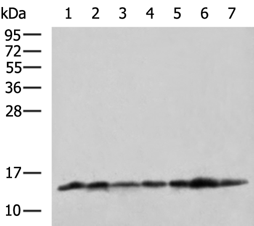 Rabbit Polyclonal Antibody to H4C1