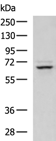 Rabbit Polyclonal Antibody to DNAJC11