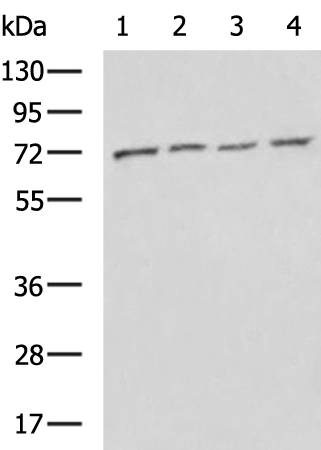 Rabbit Polyclonal Antibody to EED