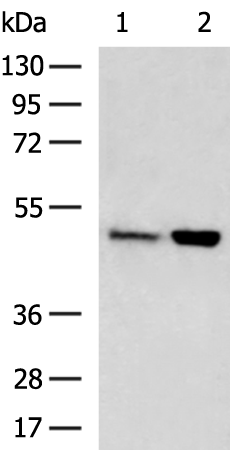 Rabbit Polyclonal Antibody to HGD