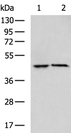 Rabbit Polyclonal Antibody to RILPL1