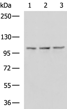 Rabbit Polyclonal Antibody to EXOSC10