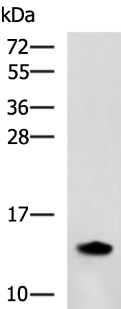 Rabbit Polyclonal Antibody to GABARAP