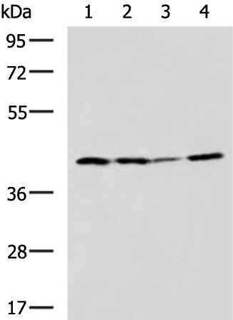 Rabbit Polyclonal Antibody to EXOG