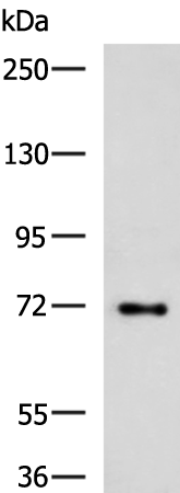 Rabbit Polyclonal Antibody to TTLL10