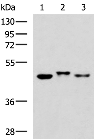 Rabbit Polyclonal Antibody to GSDMA