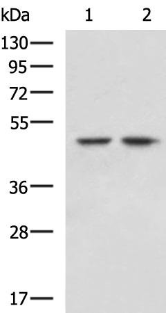 Rabbit Polyclonal Antibody to IQCC