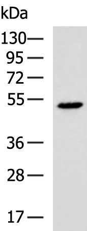 Rabbit Polyclonal Antibody to IL1RL2