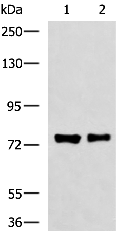 Rabbit Polyclonal Antibody to FBXO34