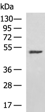 Rabbit Polyclonal Antibody to OXSM