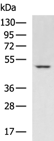 Rabbit Polyclonal Antibody to AZIN2