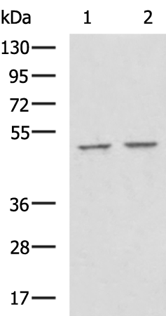 Rabbit Polyclonal Antibody to NR1H2