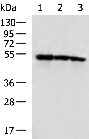 Rabbit Polyclonal Antibody to SIL1