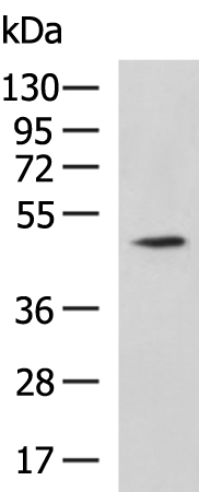Rabbit Polyclonal Antibody to MCRS1