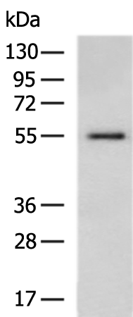 Rabbit Polyclonal Antibody to SUCLA2