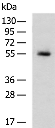 Rabbit Polyclonal Antibody to HSPA13
