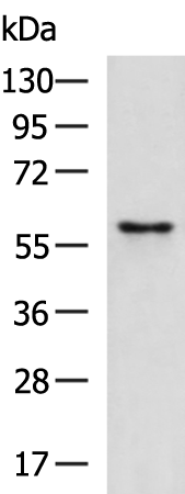 Rabbit Polyclonal Antibody to FMO2