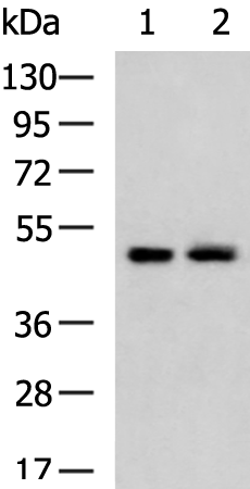 Rabbit Polyclonal Antibody to ATXN10