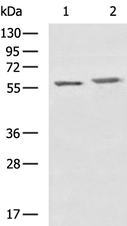 Rabbit Polyclonal Antibody to USP30