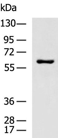 Rabbit Polyclonal Antibody to TOE1