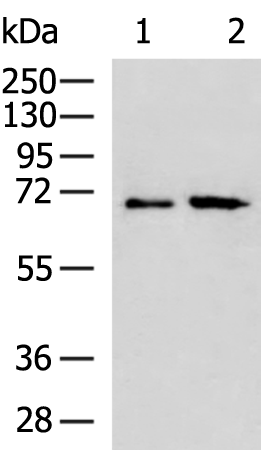 Rabbit Polyclonal Antibody to RPUSD2