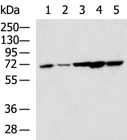 Rabbit Polyclonal Antibody to NOP58