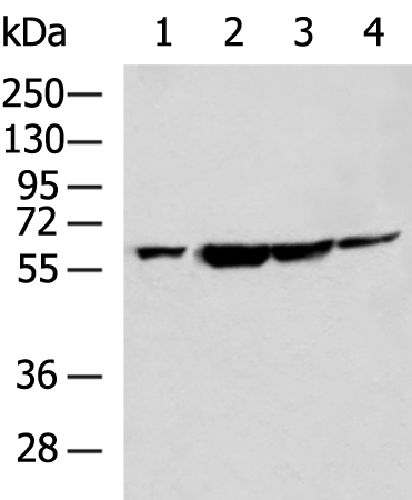 Rabbit Polyclonal Antibody to PTBP2