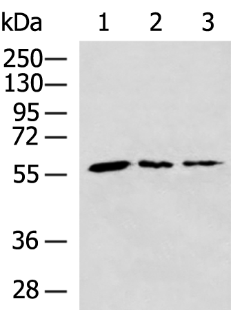 Rabbit Polyclonal Antibody to PGM3